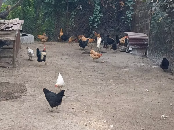 Chickens