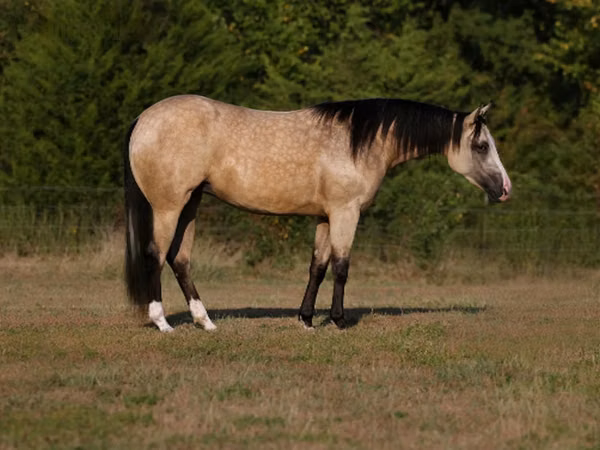 Kobyła, Quarter Horse