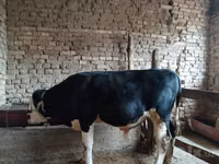Cattle (batch, sex not specified), Russian Black pied cattle — photo 1