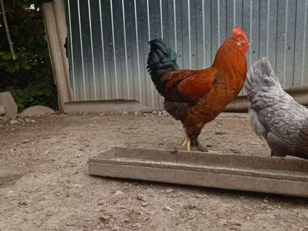 Chickens — Armaniston