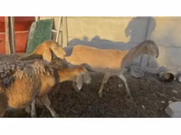母羊, Arashan sheep — 照片 1