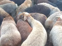 Beran, Edilbay sheep — foto 1