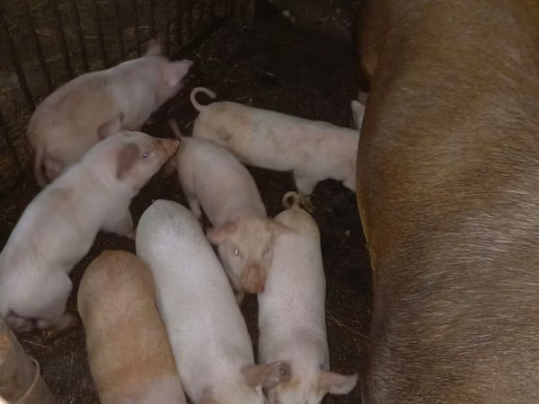 Porcs (lot, sexe non indiqué), Porcs
