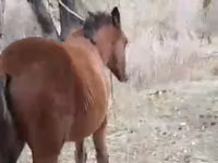 Mare, Horses — photo 2