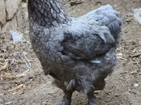 Brahma — foto 5