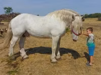 حصان, Percheron — الصورة 1