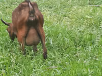 Koza, Irish goat — zdjęcie 7