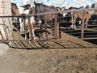 Atlar (parti, cinsiyet belirtilmedi), Horse breed — foto 3