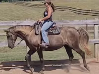 Jument, Kentucky mountain daddle horse — photo 2