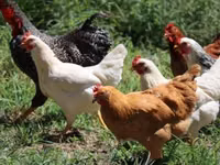 Chickens — 写真 5