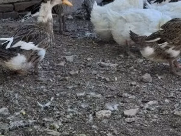 Taraklı