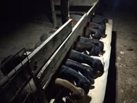 Owce (partia, płeć nieokreślona), Hissar sheep — zdjęcie 4