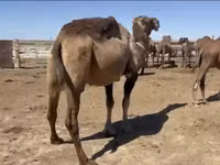 Camellos (lote, sexo no especificado), Anafi camel — foto 4