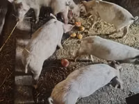 ஆண் பன்றி, பன்றிகள் — புகைப்படம் 3