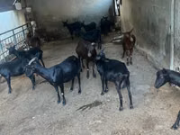 Koza, Murcia-Granada goats — foto 1