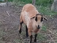 பெண் ஆடு, Cameroon sheep — புகைப்படம் 3