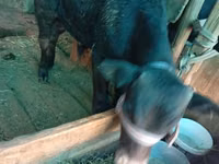 Бұқа, Ірі қара — 6-сурет