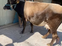 Vaca, Raça Holstein — foto 2