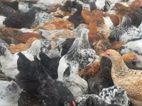 Chickens — foto 4
