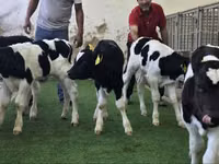 أبقار (دفعة، الجنس غير محدد), Russian Black pied cattle — الصورة 1