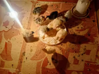Turkeys — photo 2
