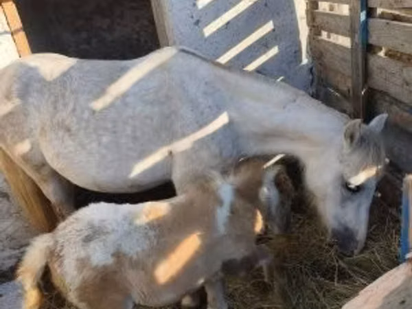 母马, Horses