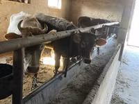 İnek, Russian Black pied cattle — foto 6