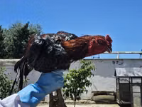 Chickens — foto 2