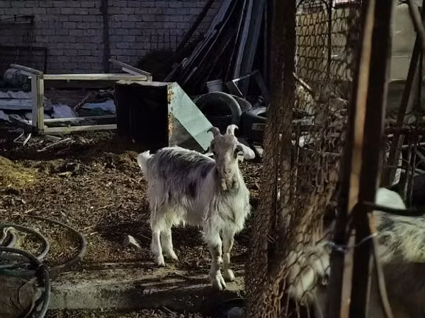 雌ヤギ, ヤギ
