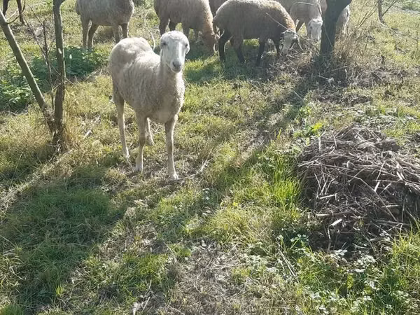 Овца, Бараны