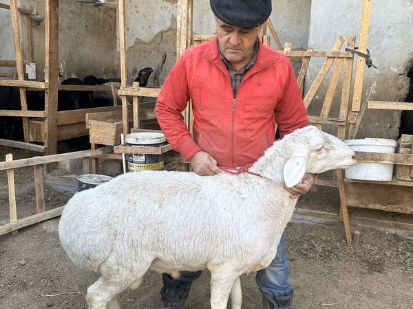 Bélier, Moutons
