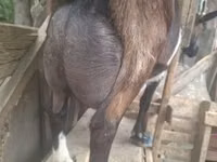 ஆண் வெள்ளாடு, Nubian Goat — புகைப்படம் 8