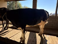 İnek, Russian Black pied cattle — foto 2