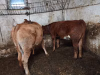 牛只（批次，未指定性别）, Simmental cattle — 照片 1