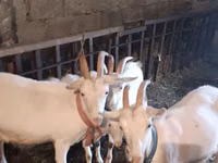 Koza, Kozy — foto 2