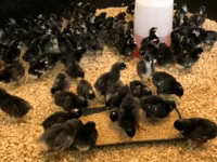 Australorp — Foto 8