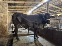 பசு, பிராக்மன் — புகைப்படம் 2