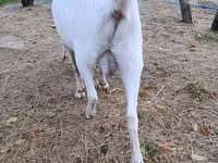 Ешкі, Beetal goats — 3-сурет