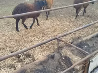 羊（ロット、性別未指定）, Karabakh sheep — 写真 1
