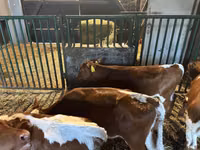 Bovins (lot, sexe non indiqué), Simmental cattle — photo 6