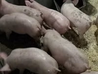 Porcs (lot, sexe non indiqué) — photo 3