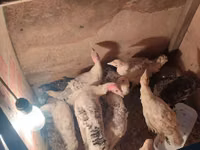 Turkeys — الصورة 2
