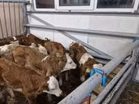 Bovinos (lote, sexo no especificado), Simmental cattle — foto 7