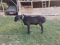 Qoʻchqor, Edilbay sheep — 3-rasm