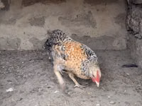 Chickens — Foto 4
