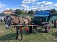 Kobyła, Konie — zdjęcie 6