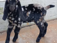 Kozioł, Nubian Goat — zdjęcie 3