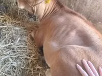 母牛, Jersey breed — 照片 3