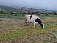 Krowa, Russian Black pied cattle — zdjęcie 1