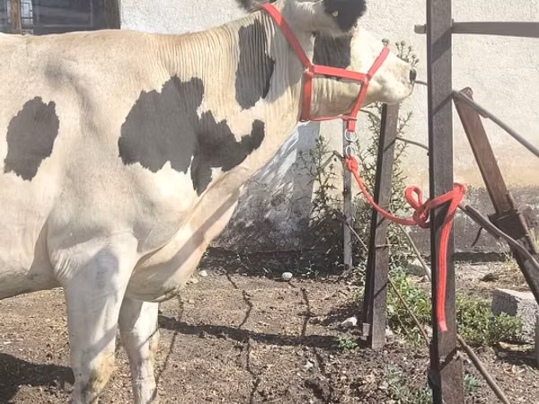 Sigir, Russian Black pied cattle